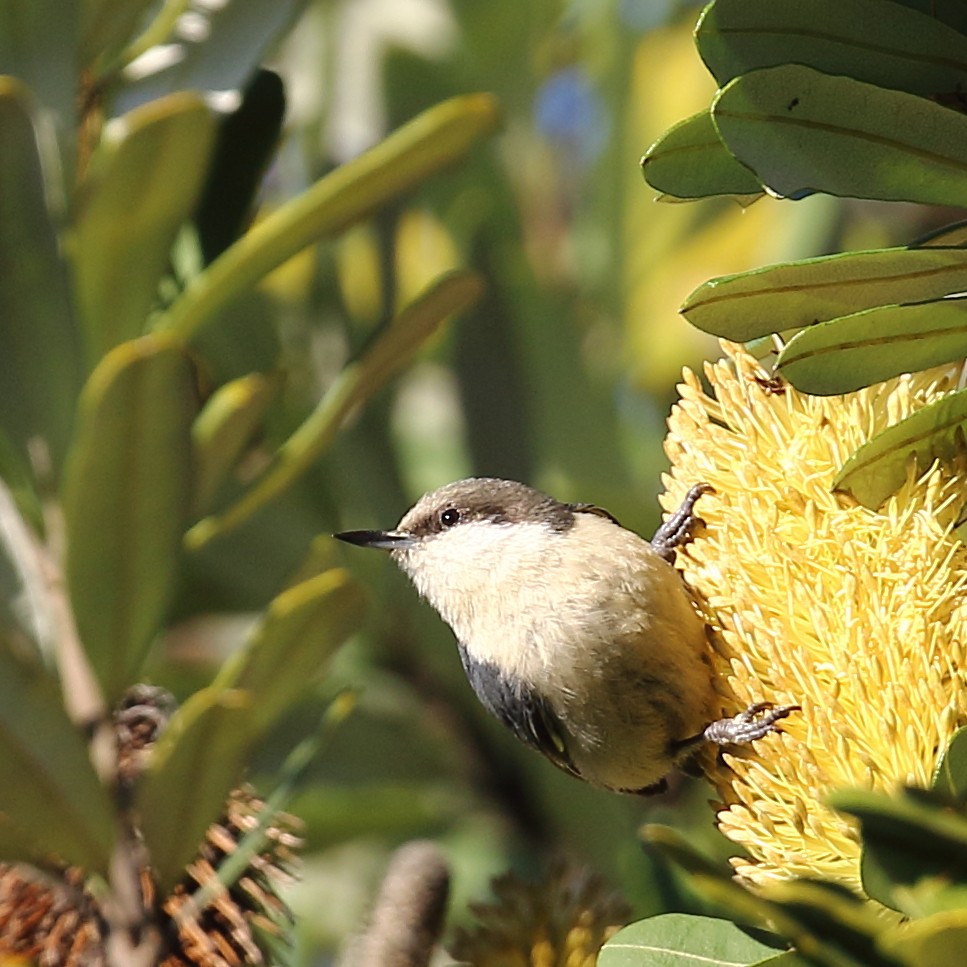 Pygmy Nuthatch - Kent Leland