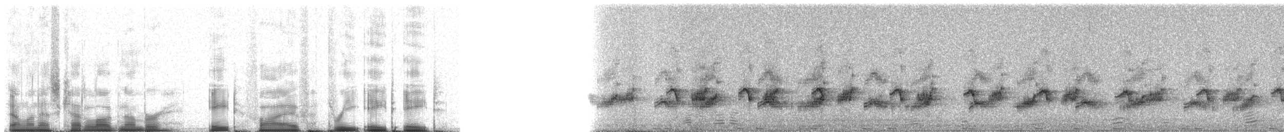 Plumbeous Rail - ML85388