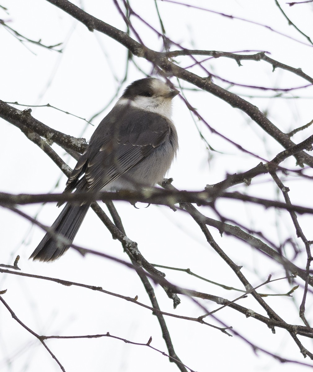 Canada Jay - ML85391011