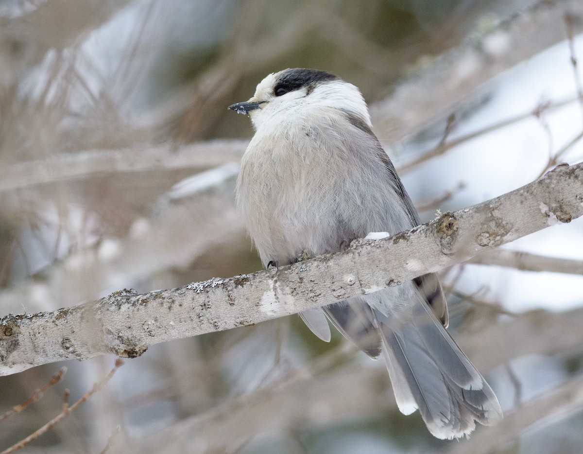 Canada Jay - ML85391021