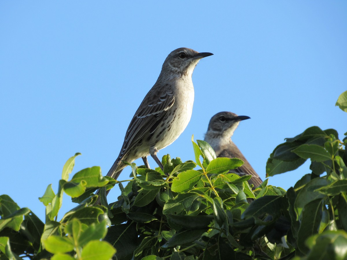 Bahama Mockingbird - Vivian F. Moultrie