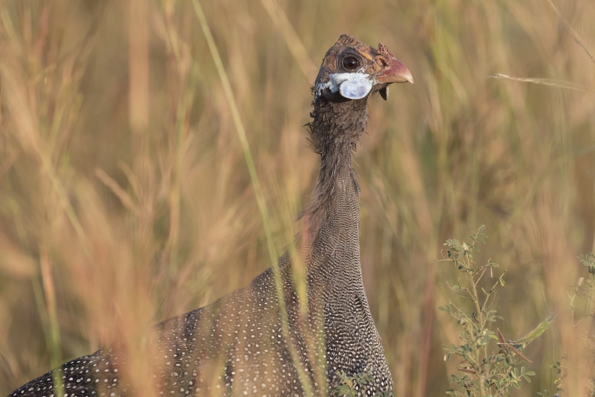 Helmeted Guineafowl - Michael Todd