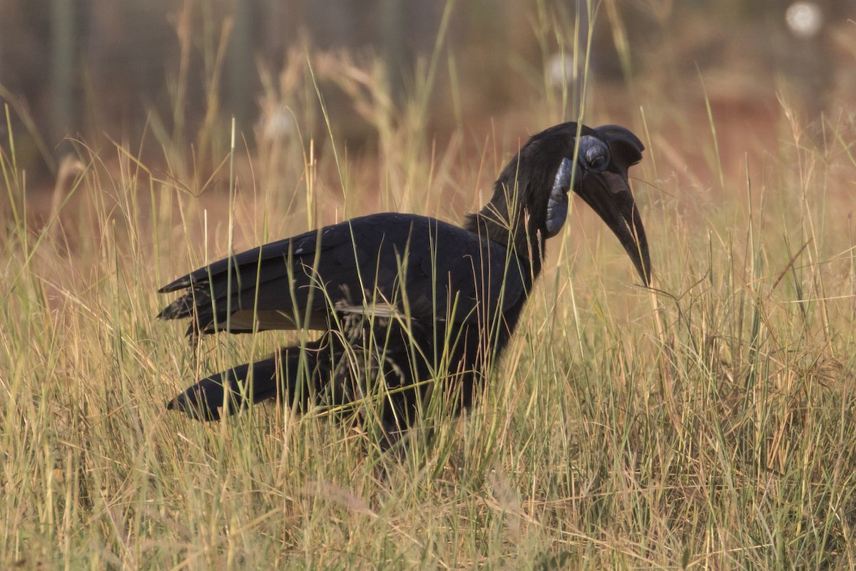 Abyssinian Ground-Hornbill - ML85392911