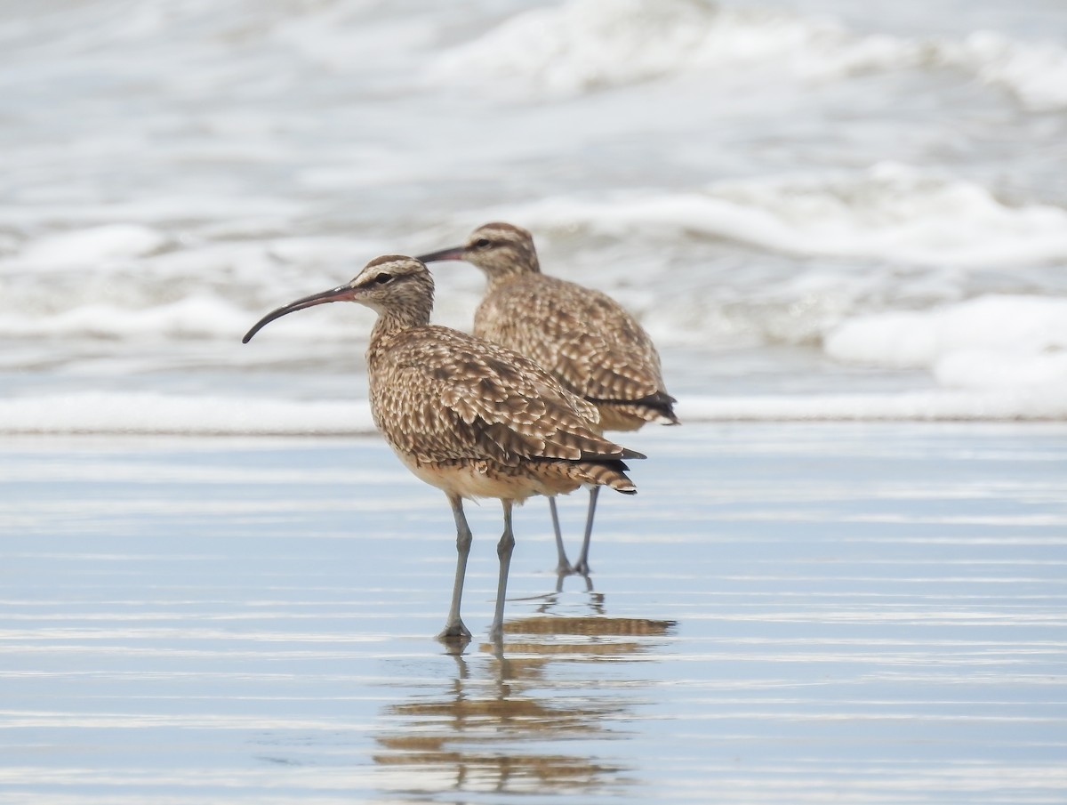 Whimbrel (Hudsonian) - ML85392991