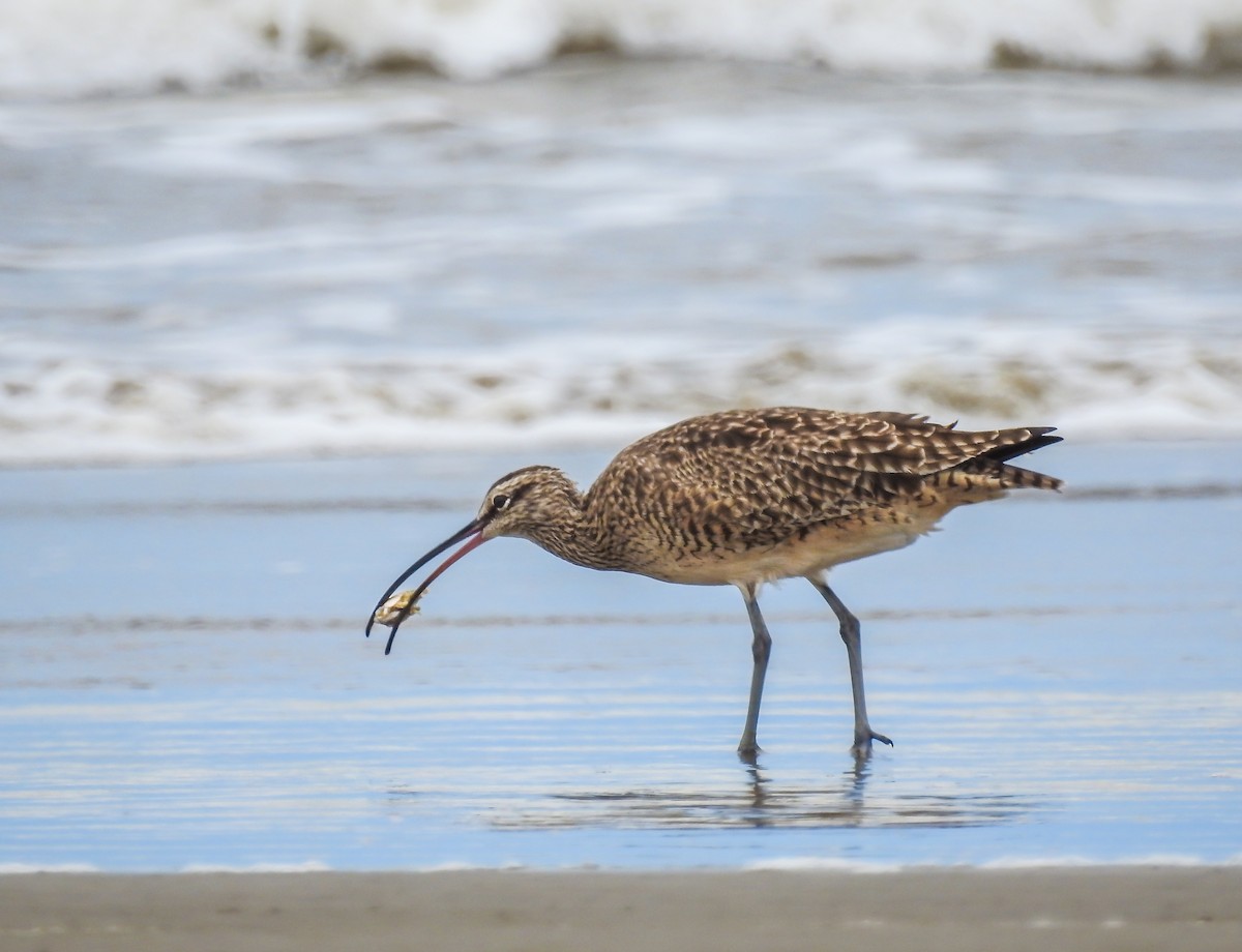 Whimbrel (Hudsonian) - ML85393001