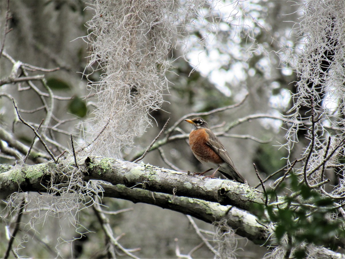 American Robin - ML85393381