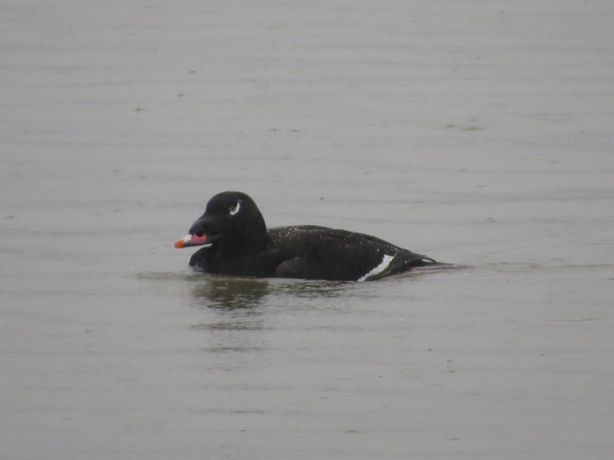 White-winged Scoter - ML85398791