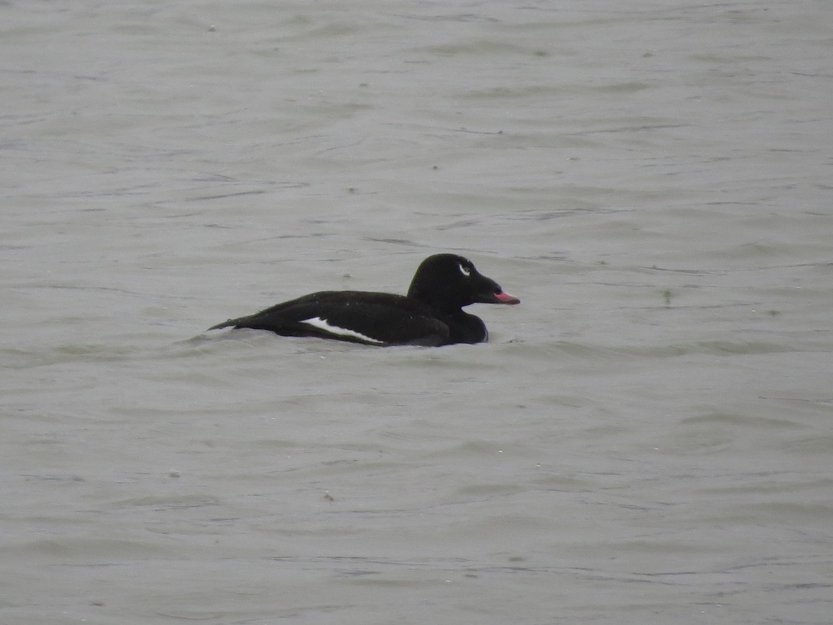 White-winged Scoter - ML85398801