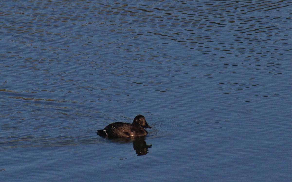 White-winged Scoter - ML85399121