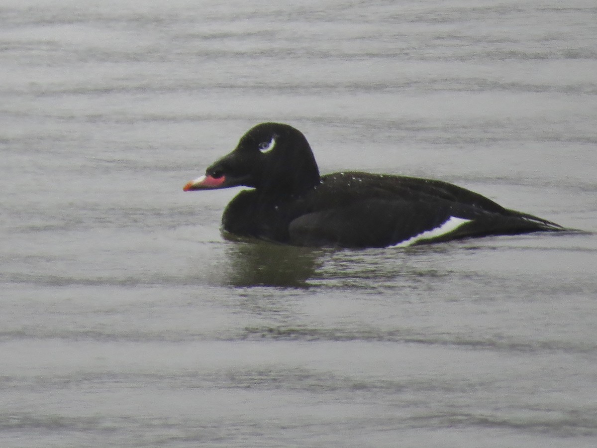 White-winged Scoter - ML85399491