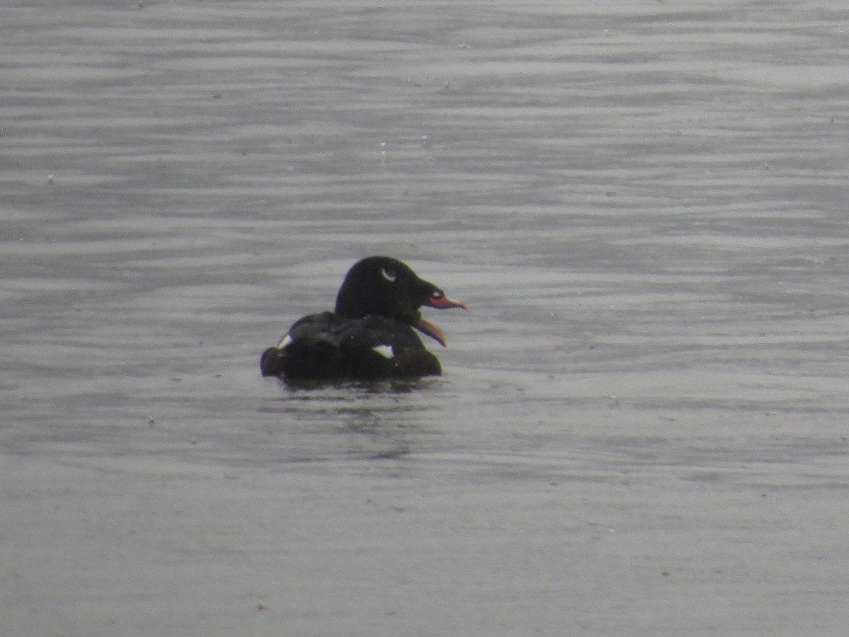 White-winged Scoter - ML85401651