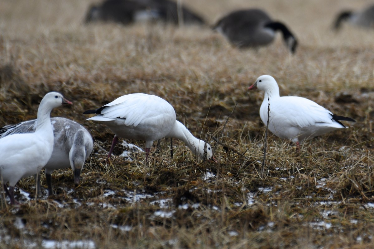 Ross's Goose - Debbie McTigue