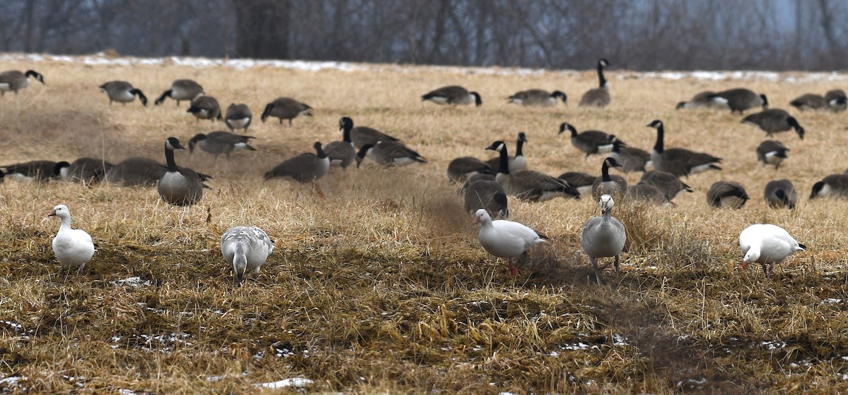 Ross's Goose - Debbie McTigue