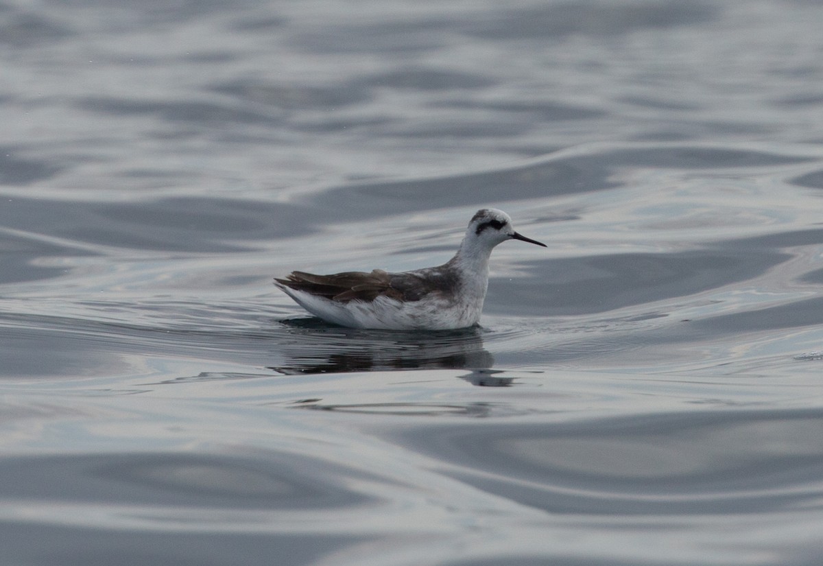 Red-necked Phalarope - ML85402541