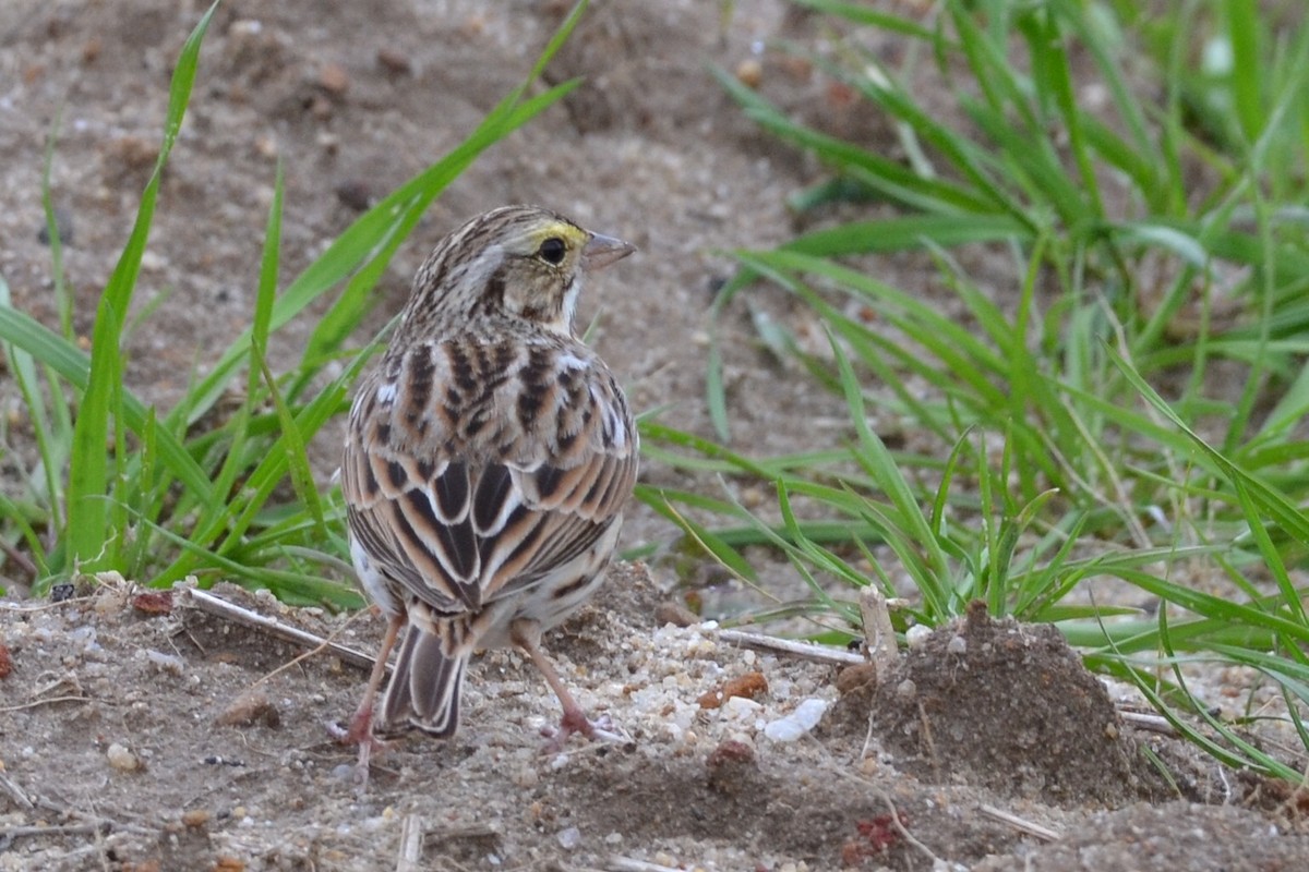 Savannah Sparrow - ML85402851