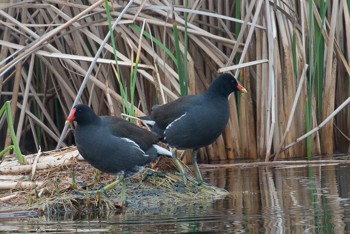 Common Gallinule - ML85403701