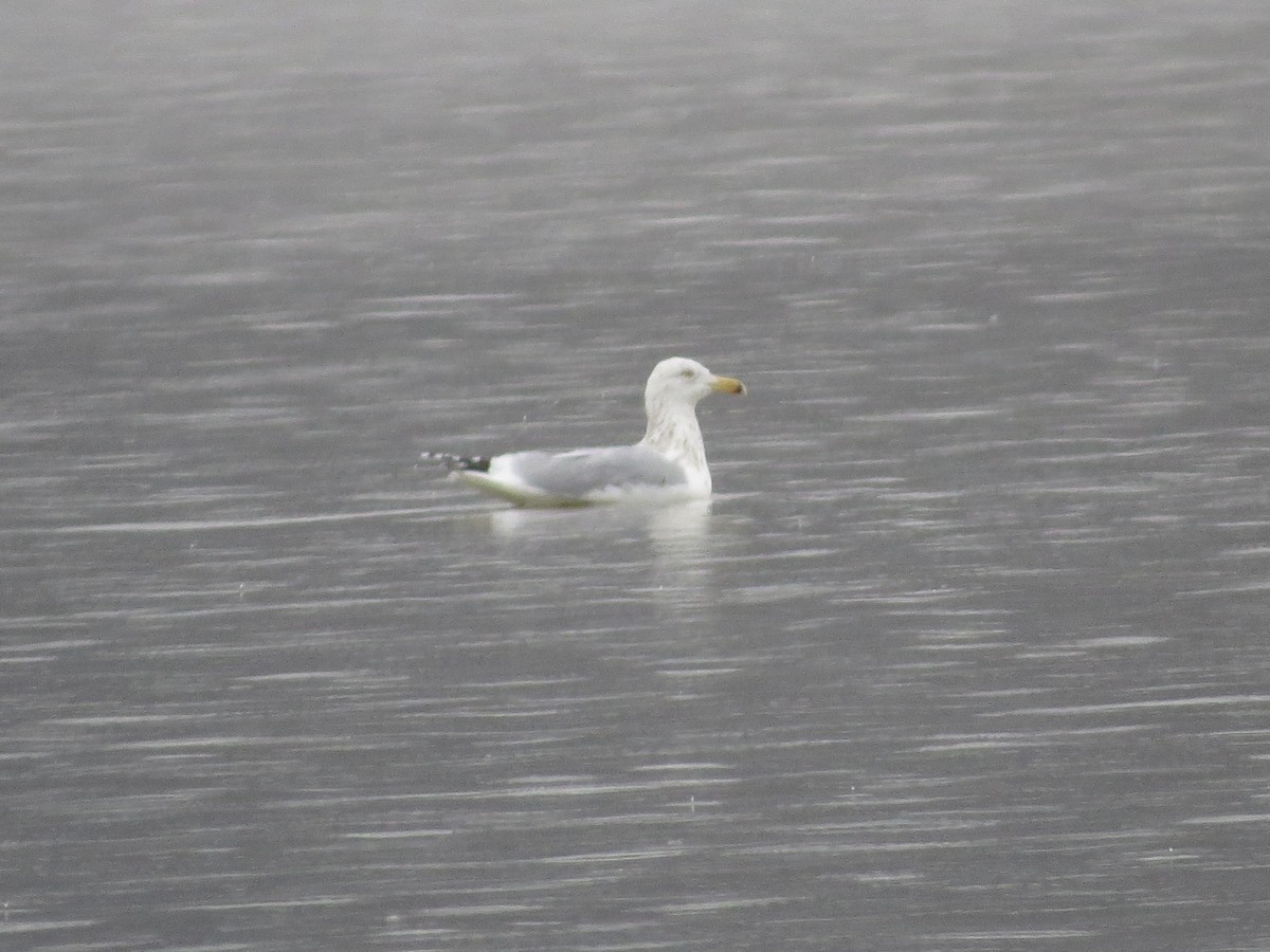 Herring Gull (American) - ML85403931