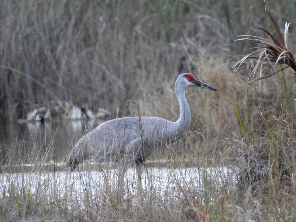 Sandhill Crane - ML85404241