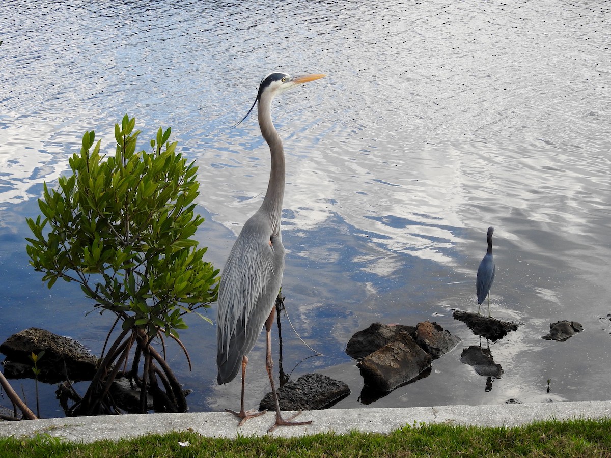 Great Blue Heron - ML85404341