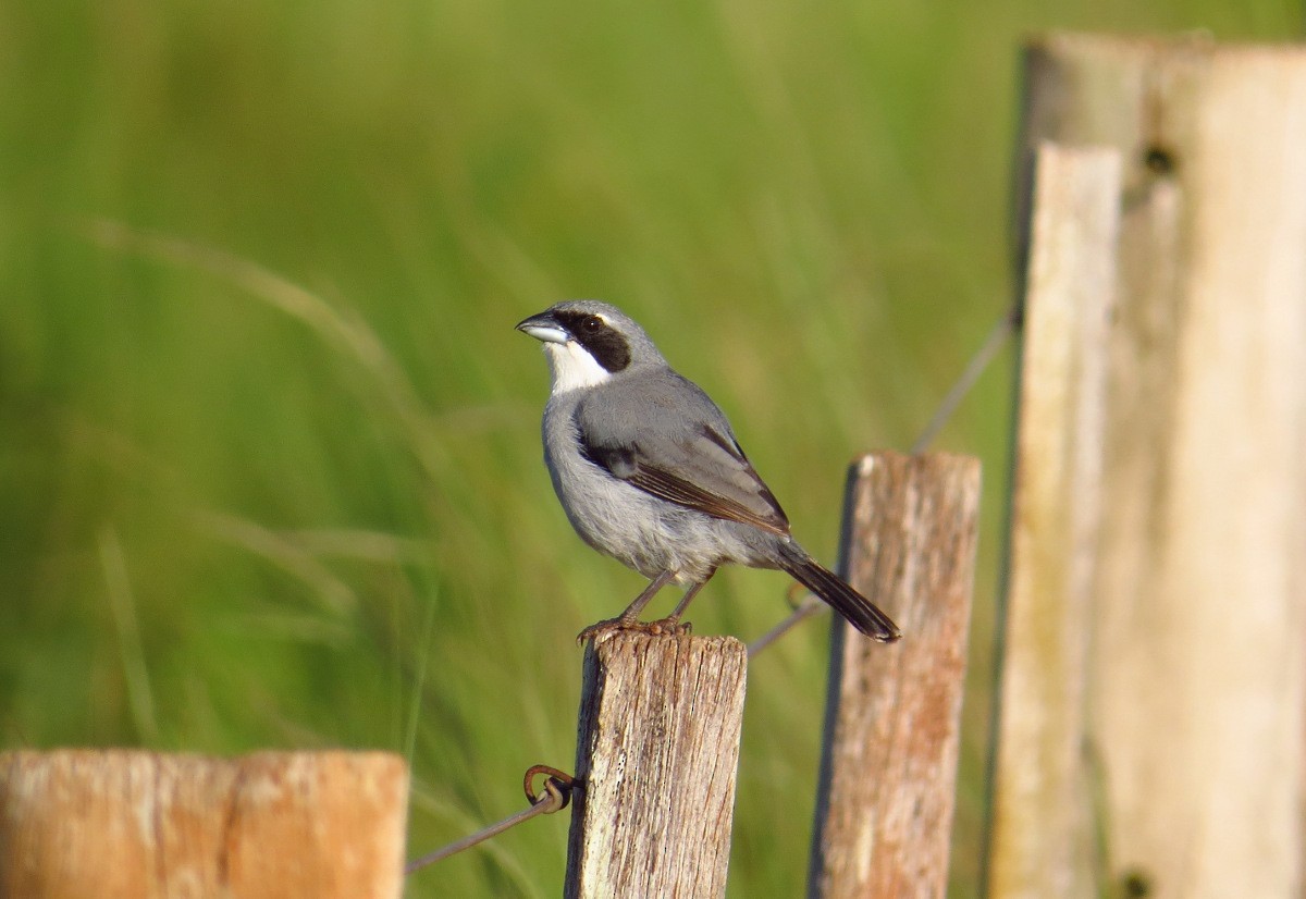 White-banded Tanager - ML85404821