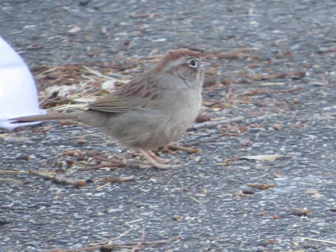 Rufous-crowned Sparrow - ML85404861