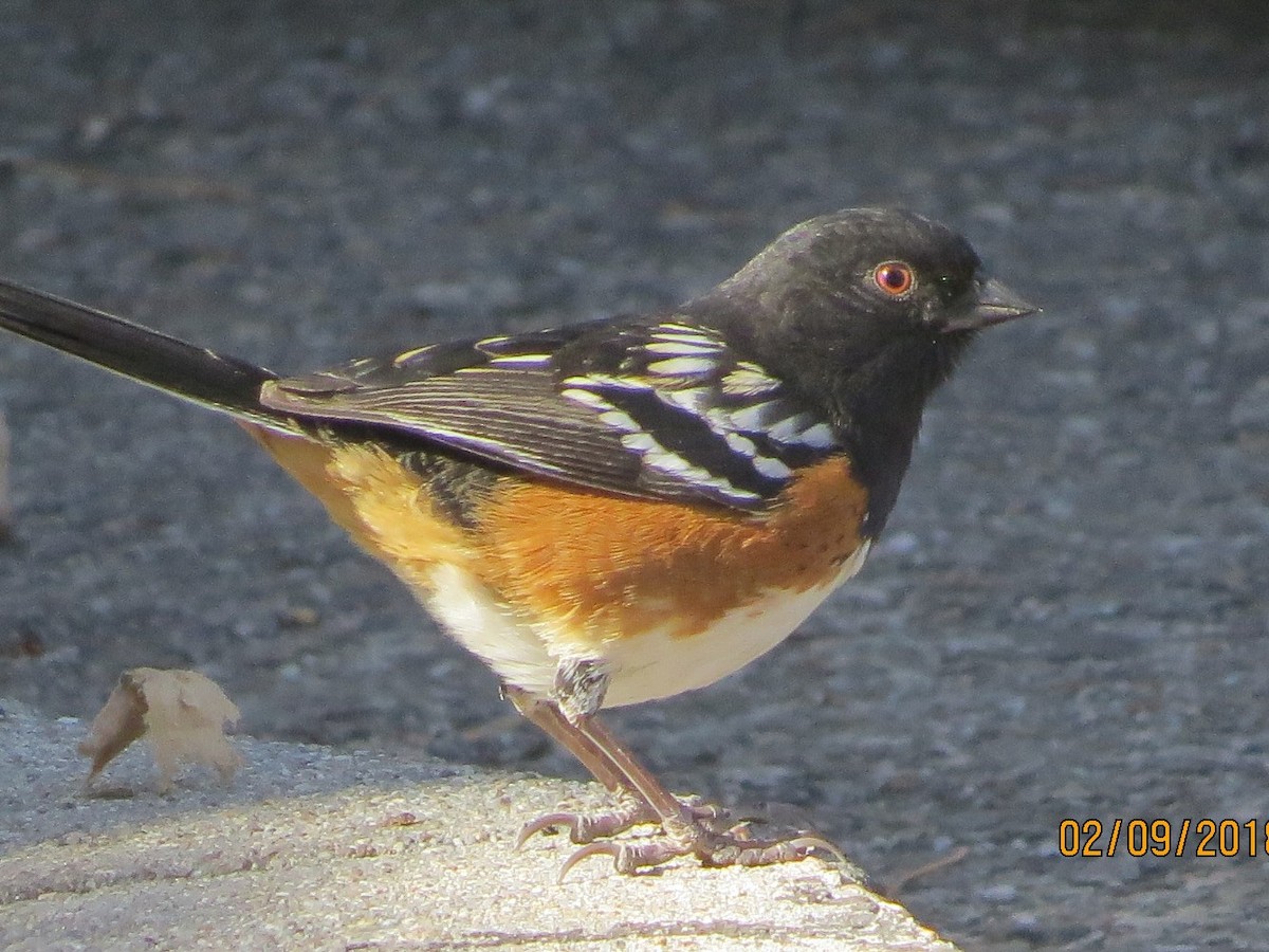 Spotted Towhee - ML85404901