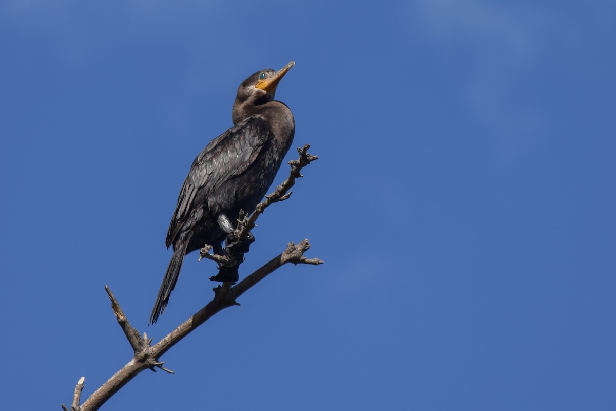 Neotropic Cormorant - ML85405241