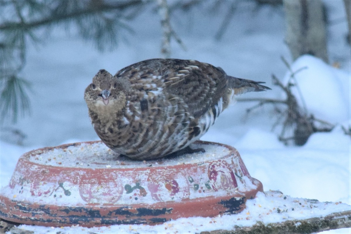 Ruffed Grouse - ML85406021