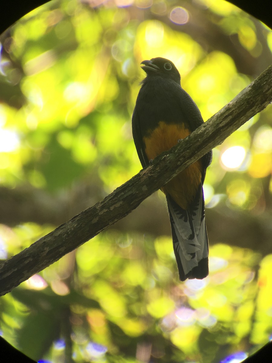 Ak Kuyruklu Trogon - ML85407361