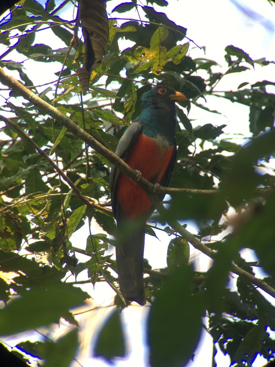 Black-tailed Trogon - Diego Calderón-Franco @diegoCOLbirding