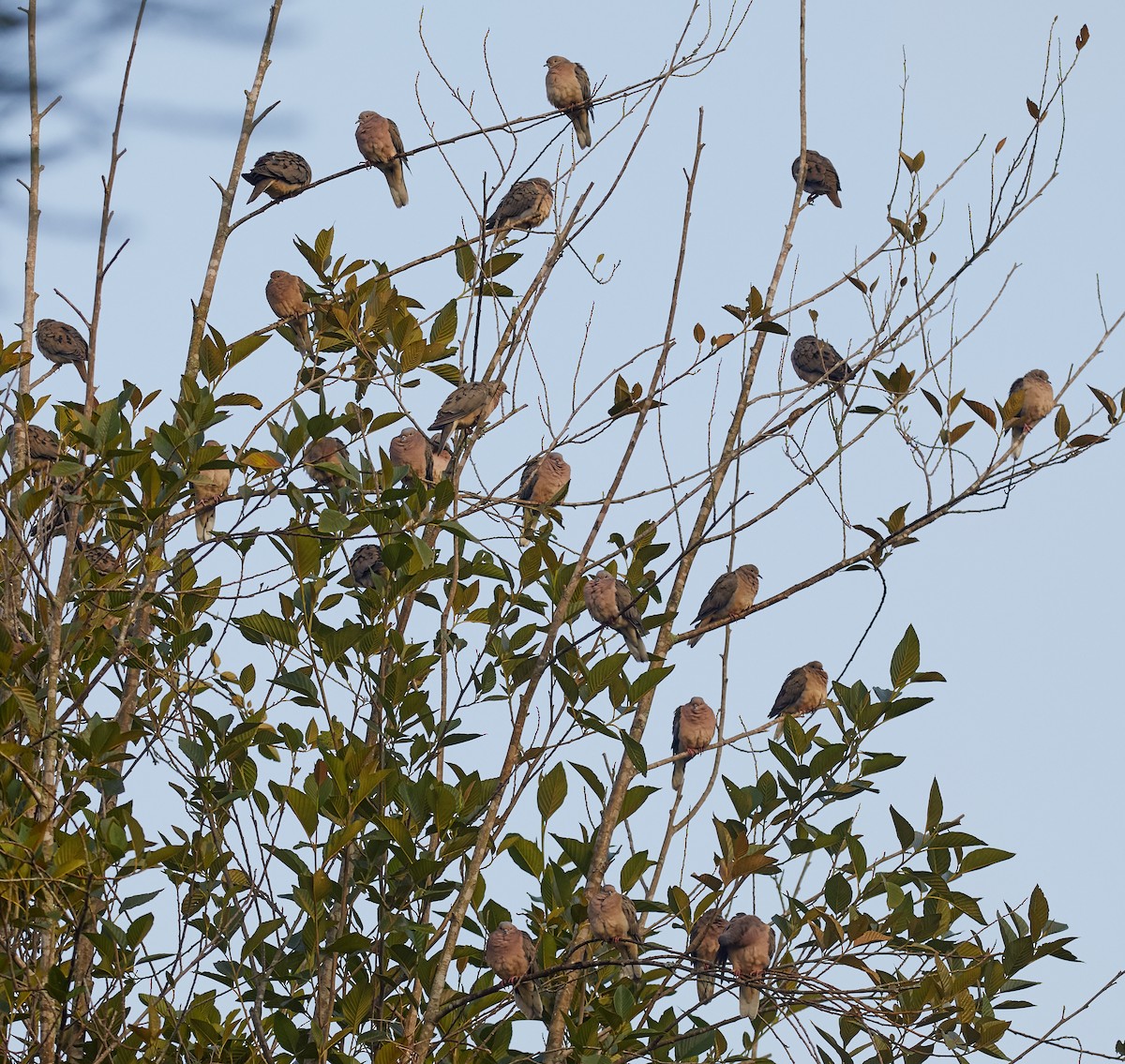 Eared Dove - ML85409651