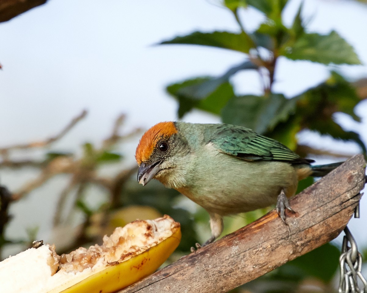 Scrub Tanager - ML85409771