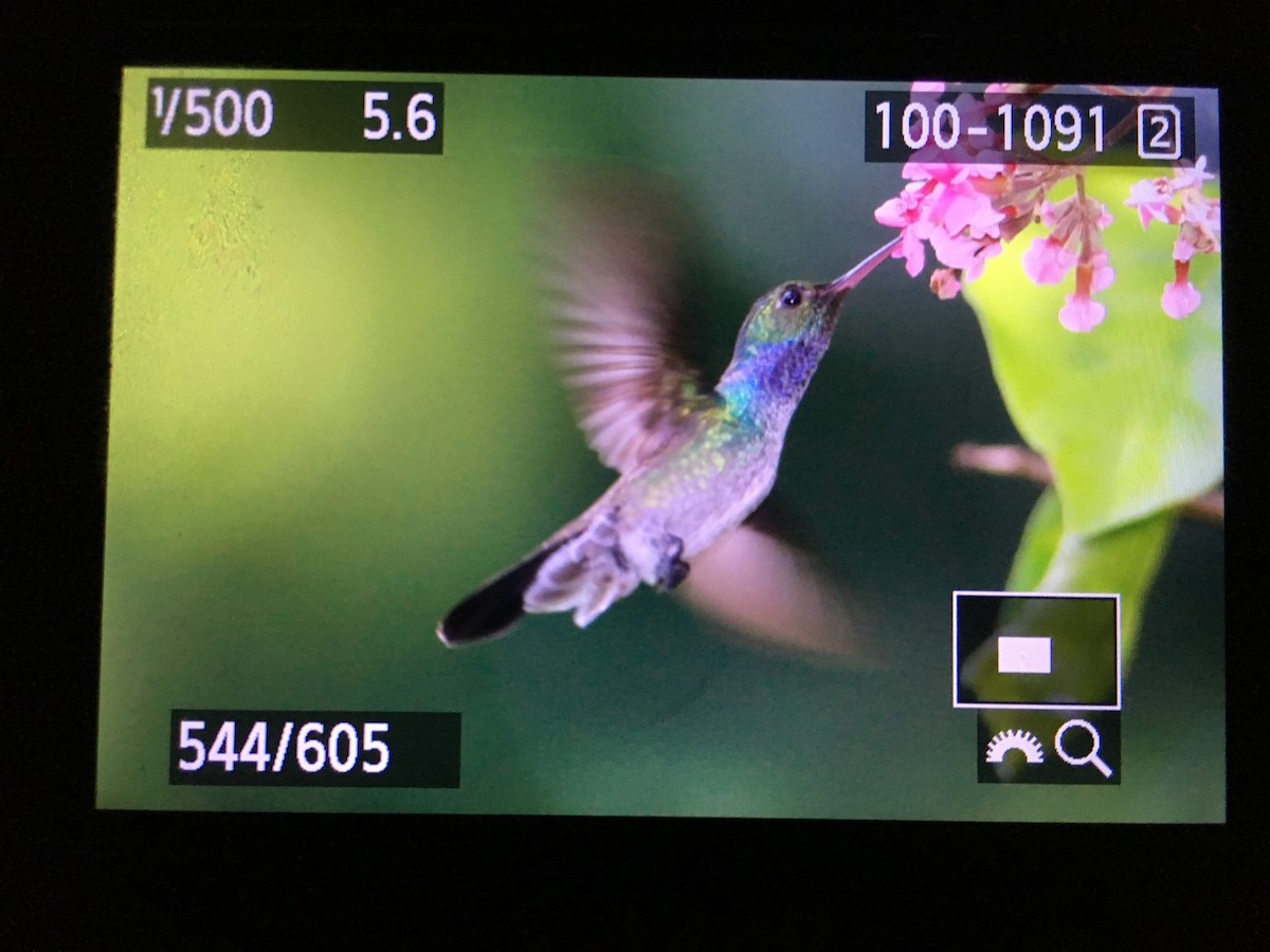 Blue-chested Hummingbird - ML85410711