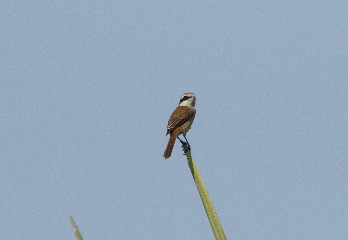 Brown Shrike - ML85411001