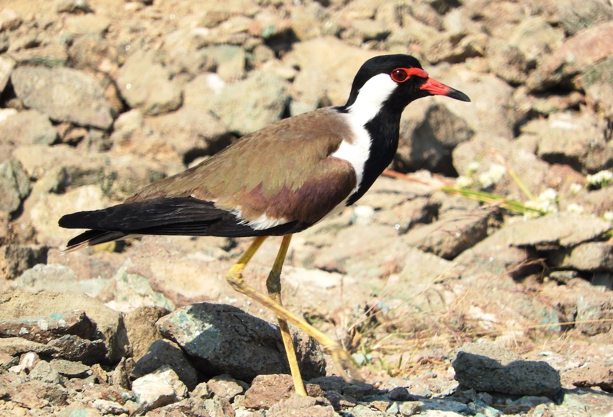 Red-wattled Lapwing - Curt Hofer