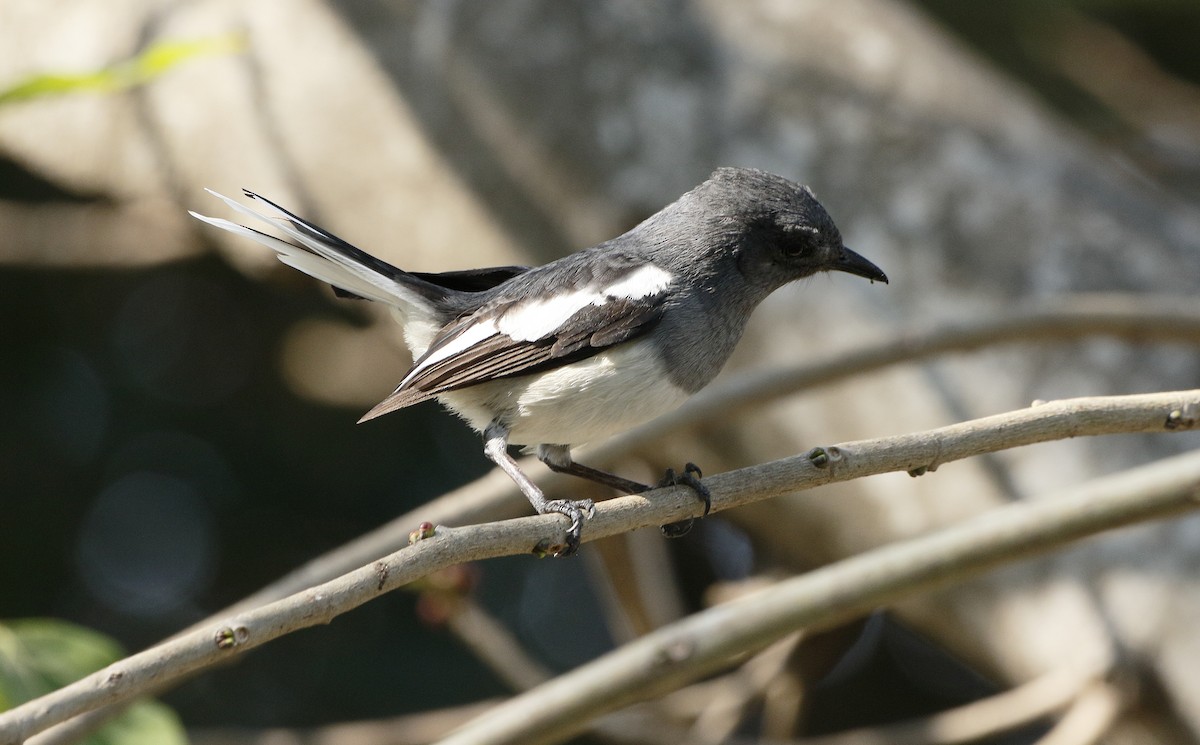 Oriental Magpie-Robin - ML85411421