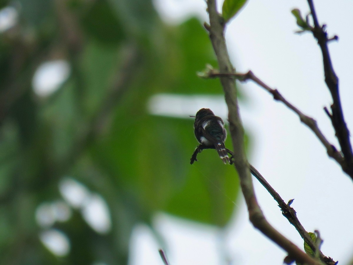 Colibrí de Dupont - ML85413541