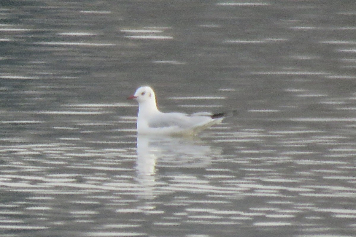 Хүрэн толгойт цахлай - ML85414061