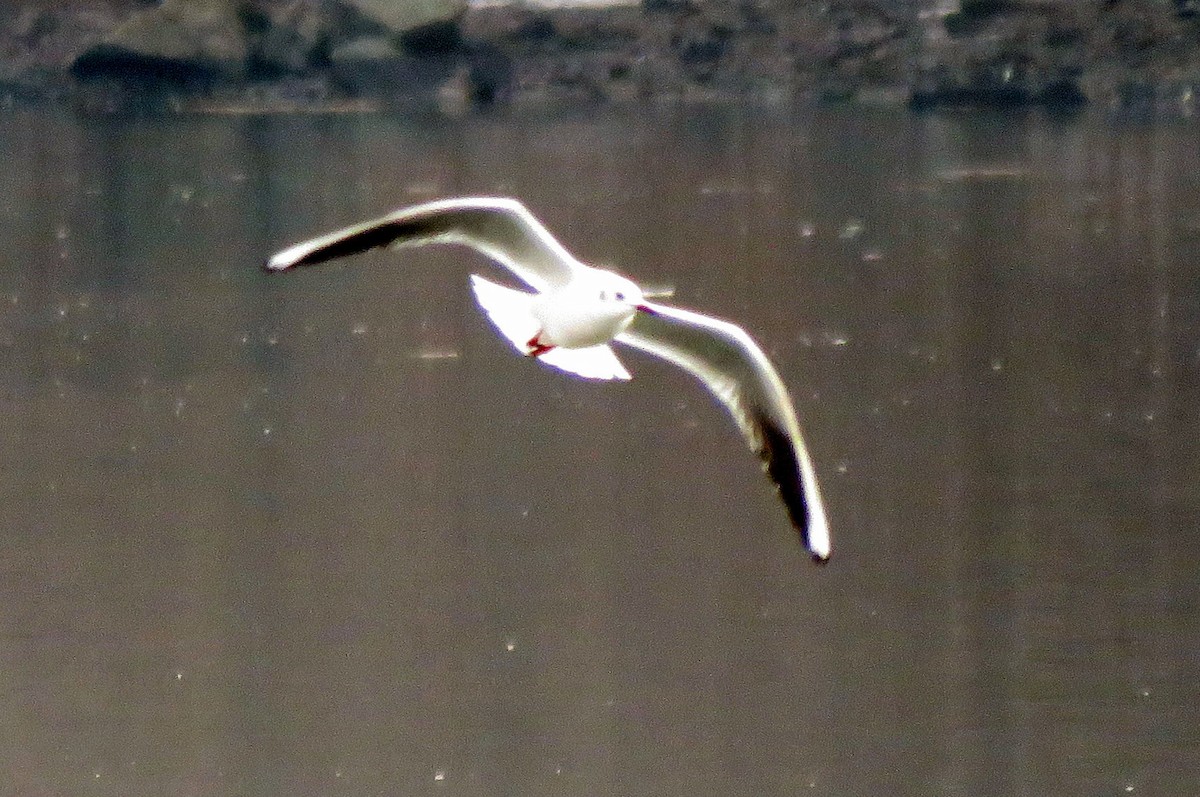 Хүрэн толгойт цахлай - ML85414091