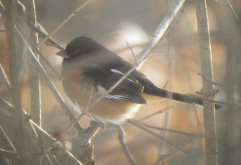 Eastern Towhee - ML85416631