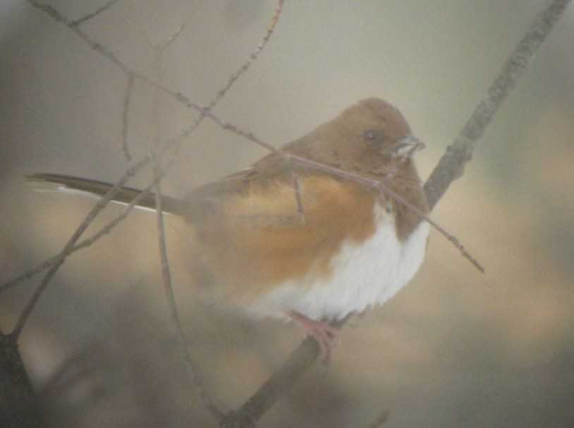 Eastern Towhee - ODU Ornithology