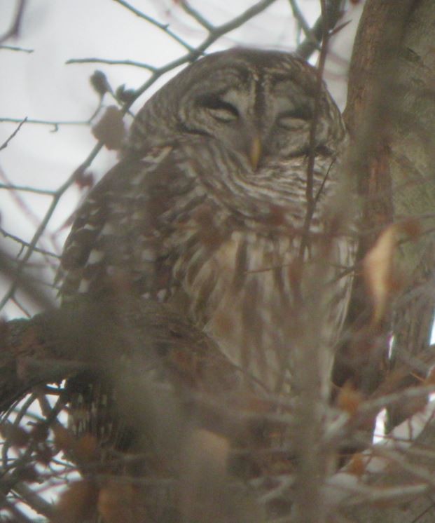 Barred Owl - ML85416781