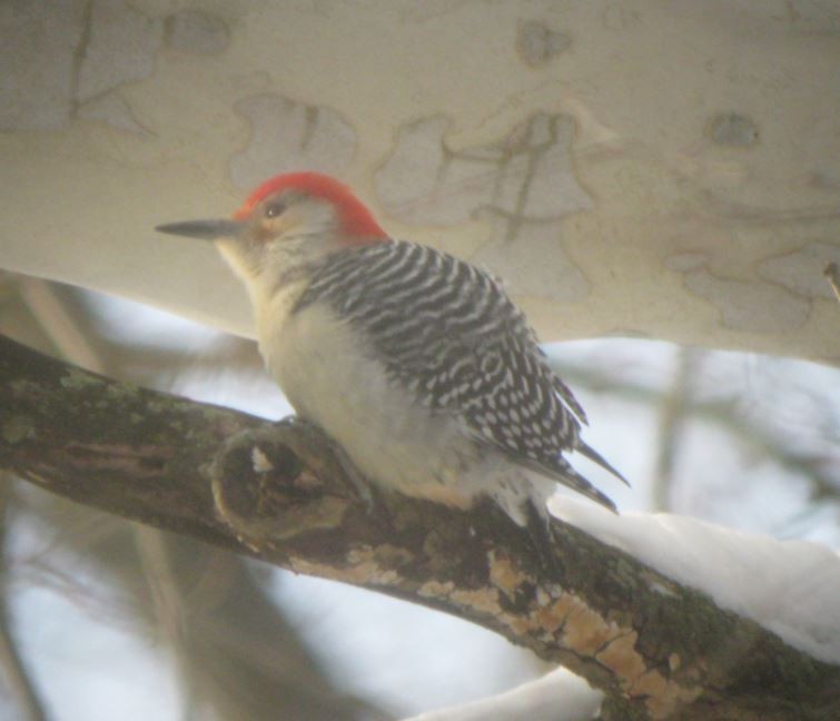 Red-bellied Woodpecker - ML85416941