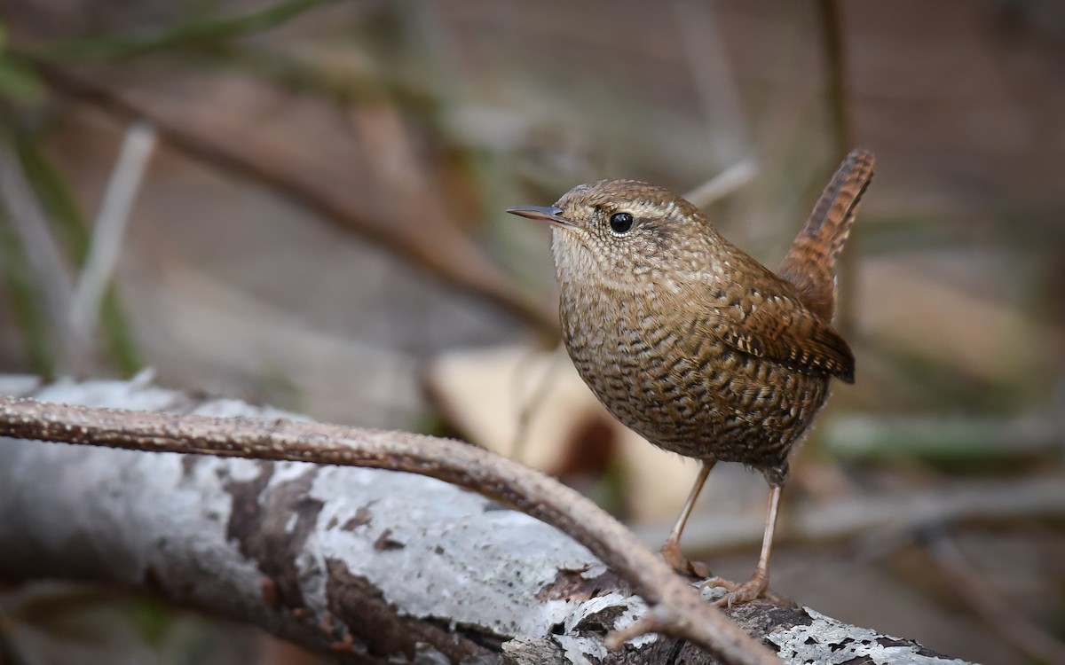 Winter Wren - ML85418411