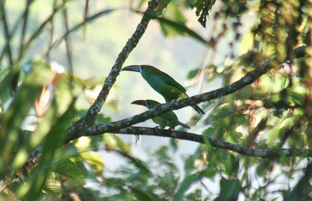 Crimson-rumped Toucanet - ML85418721