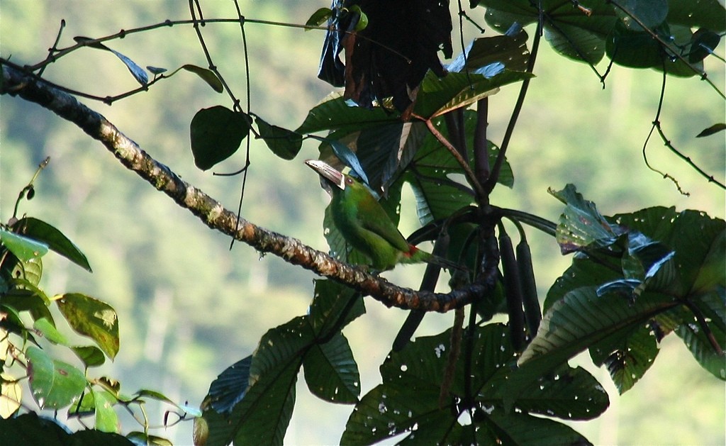 Crimson-rumped Toucanet - ML85418791