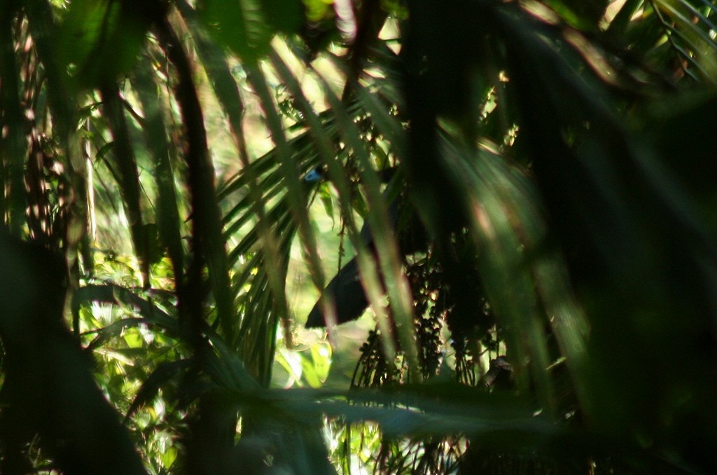 Wattled Guan - ML85418961