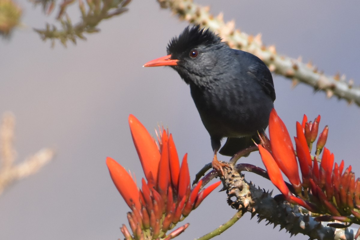 Bulbul des Ghats - ML85420161