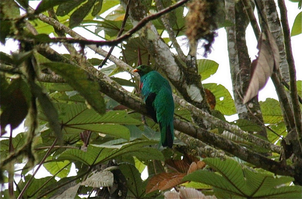 Golden-headed Quetzal - ML85420191