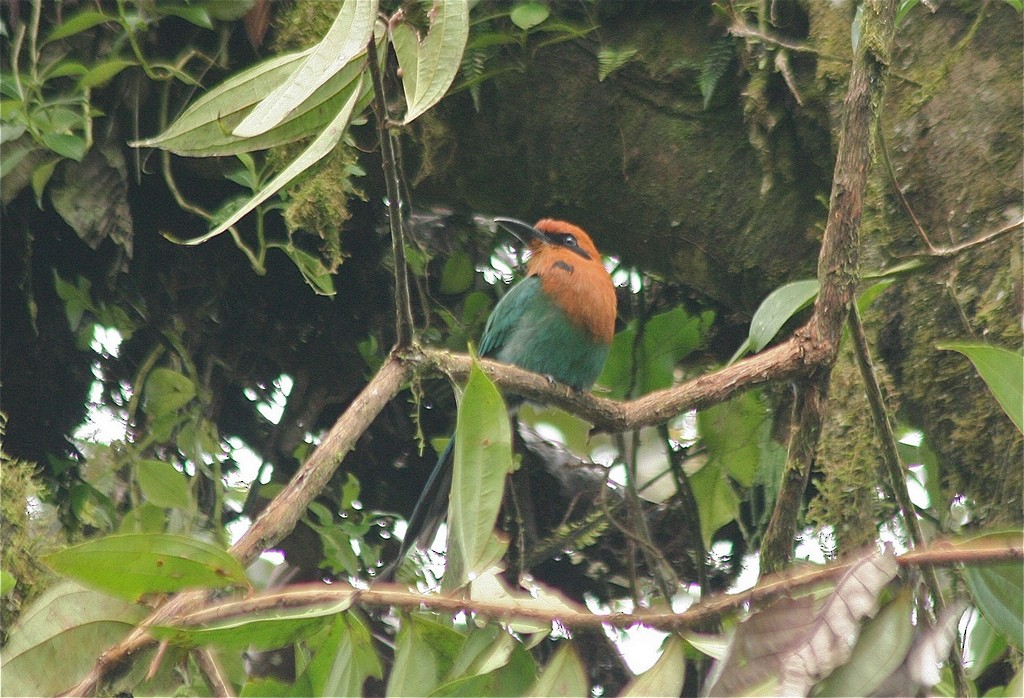 Broad-billed Motmot - ML85420441